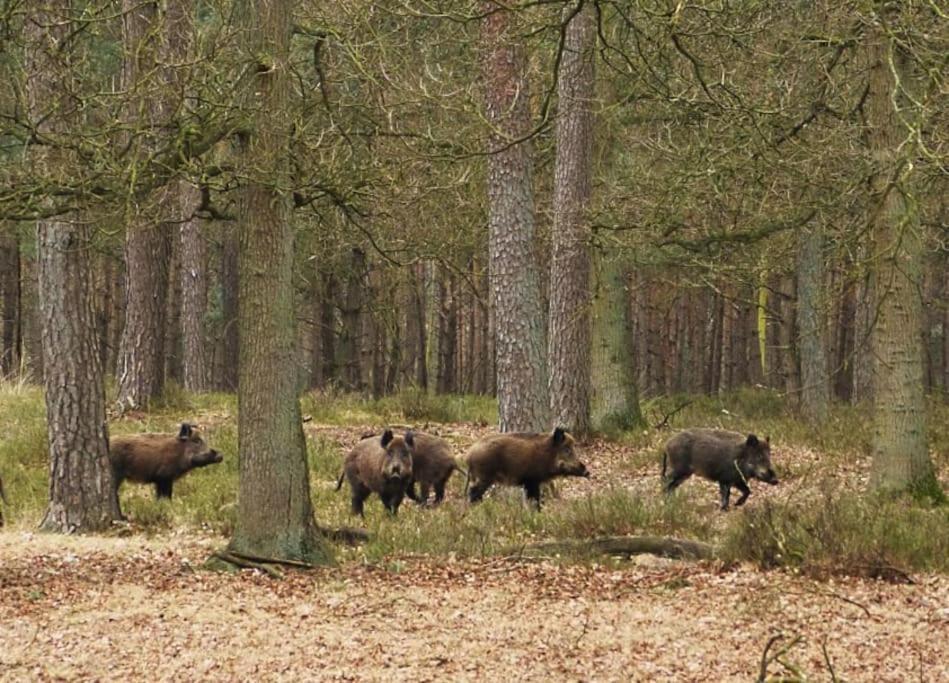 Sfeervol Chalet De Dassenburcht Emst Esterno foto